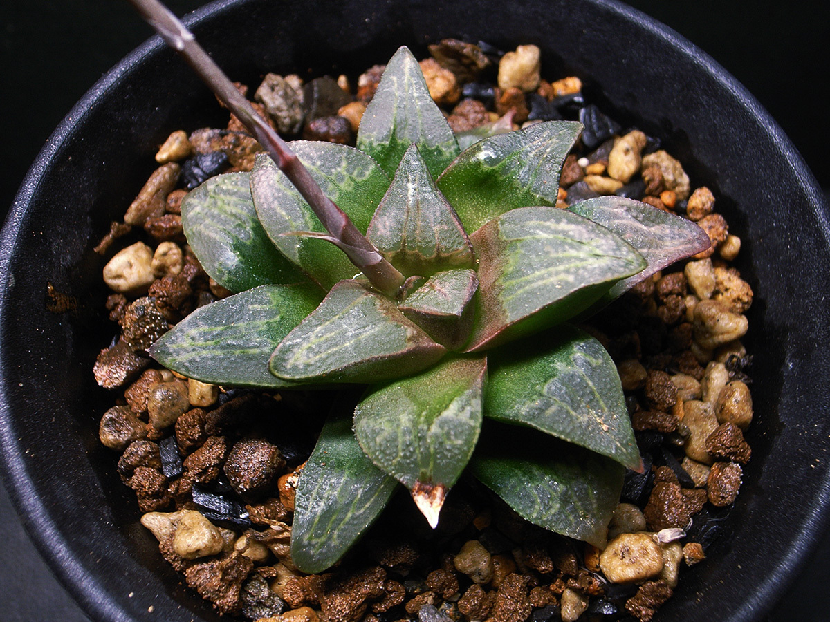 【多肉植物】ハオルチア ムチカ ' ホワイトウィドウ ' / Haworthia mutica ' White Widow 'の画像1