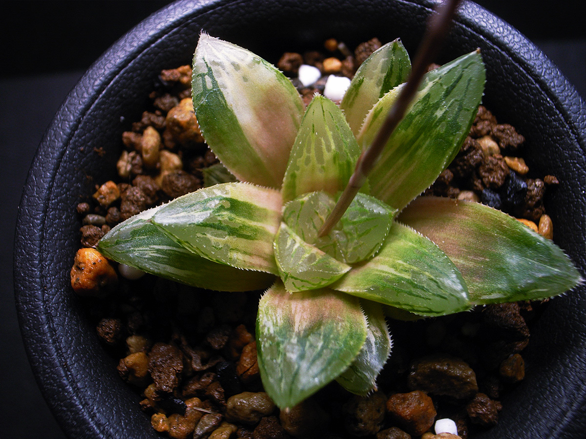 【多肉植物】ハオルチア 梅仙錦 / 斑入 Haworthia hyb. variegata_画像3