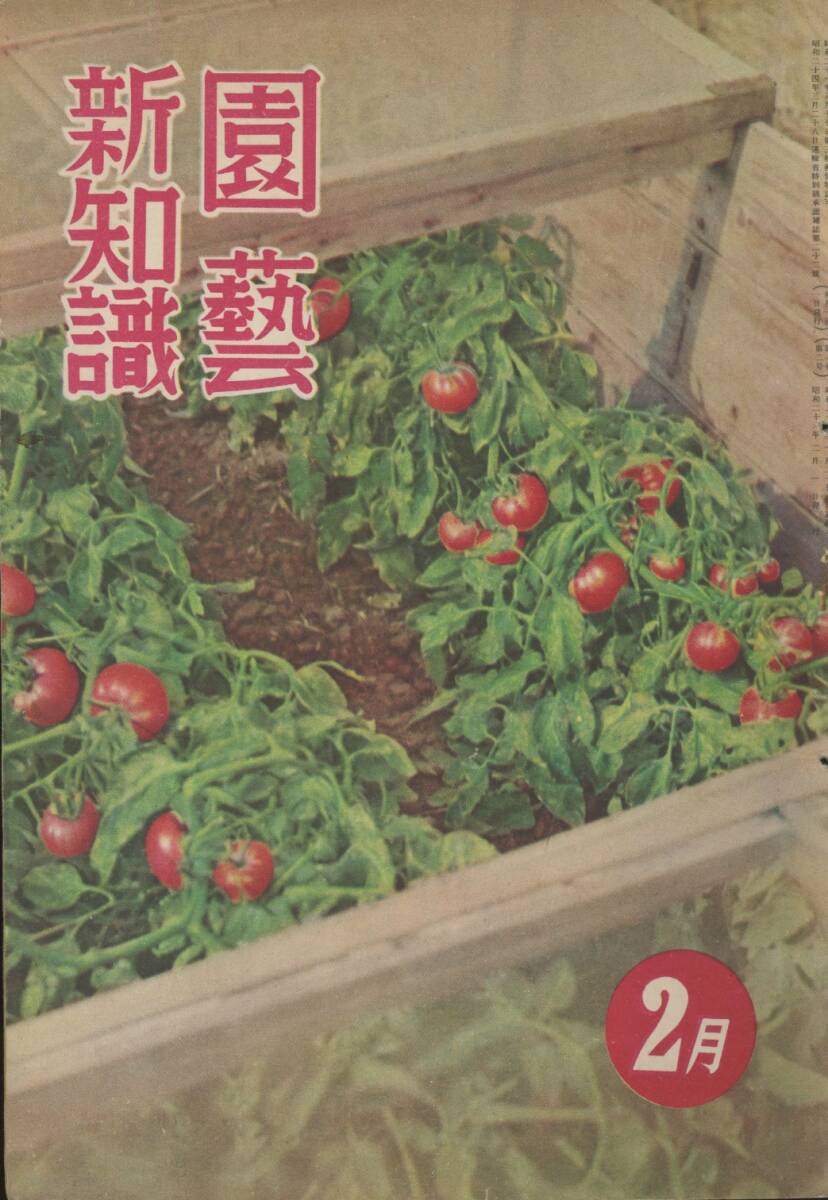 # садоводство новый знания Showa 26 год 2 месяц номер осмотр :.. нет запад .*kamiyatsute* Tetra панама ks* груша [ свет месяц ][ новый век ]