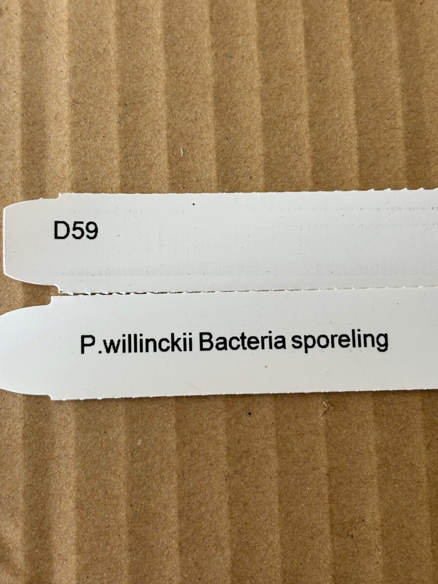 D59， P.Willinckii Bacteria sporeling バクテリアの画像4