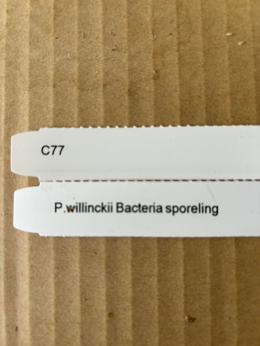 C77， P.Willinckii Bacteria sporeling バクテリアの画像6