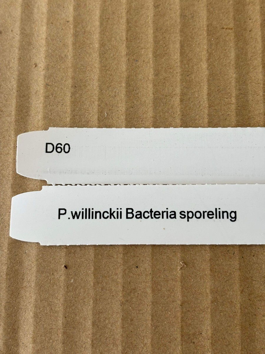 D60， P.Willinckii Bacteria sporeling バクテリアの画像4