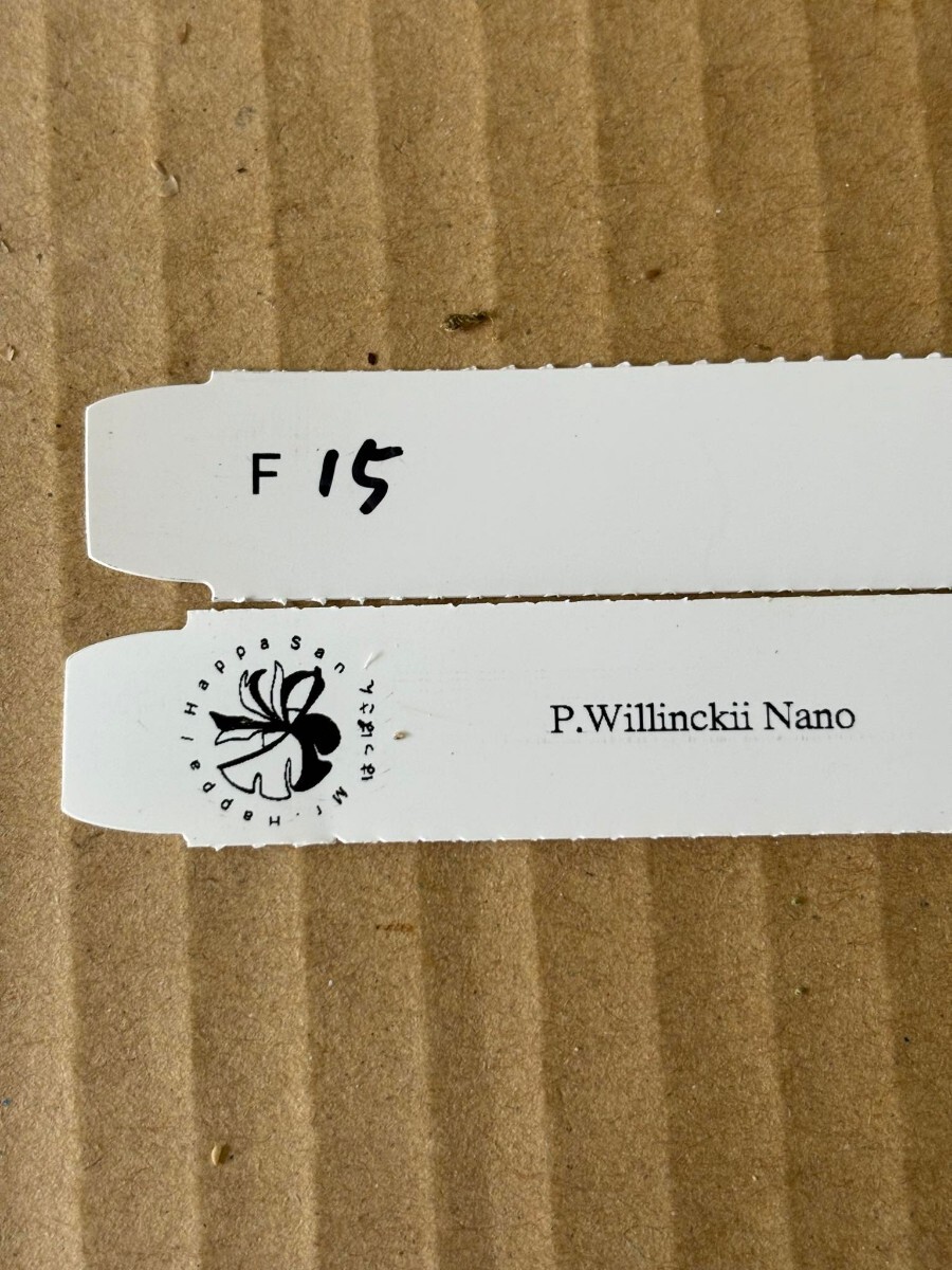 F15、P.Willinckii Nano OC pup ナノ 子株 株分け の画像5