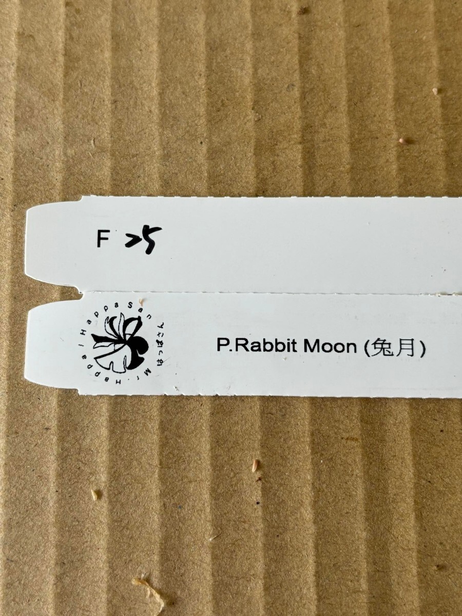 F25、P. Rabbit Moon OC pup 子株 株分け の画像5