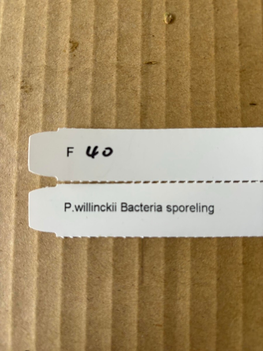F40、P. Willinckii Bacteria sporeling バクテリアの画像5