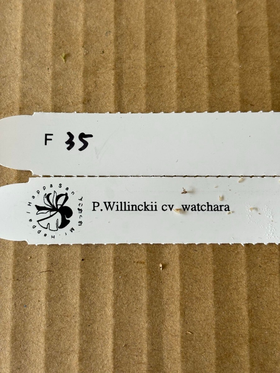 F35、P. Willinckii cv. watchara OC pup 子株 株分け の画像4