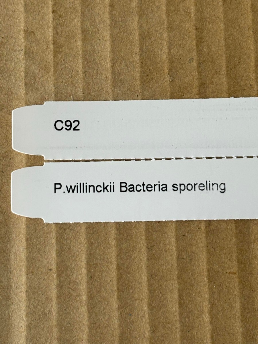 c92、P. Willinckii Bacteria sporeling バクテリアの画像6