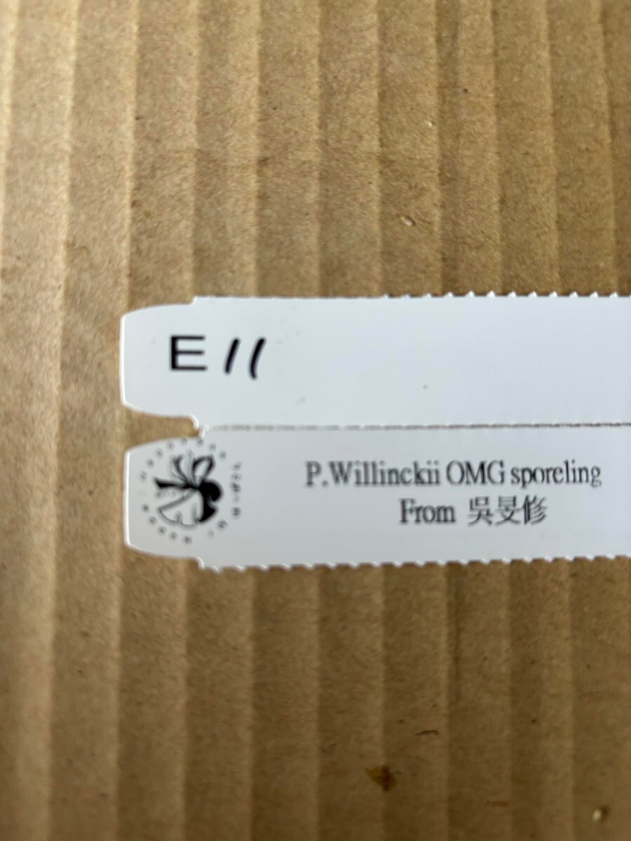 E11 P.Willinckii O.M.G sporeling スポア 呉旻修さん公認 ビカクシダ 証明タグ付きの画像4