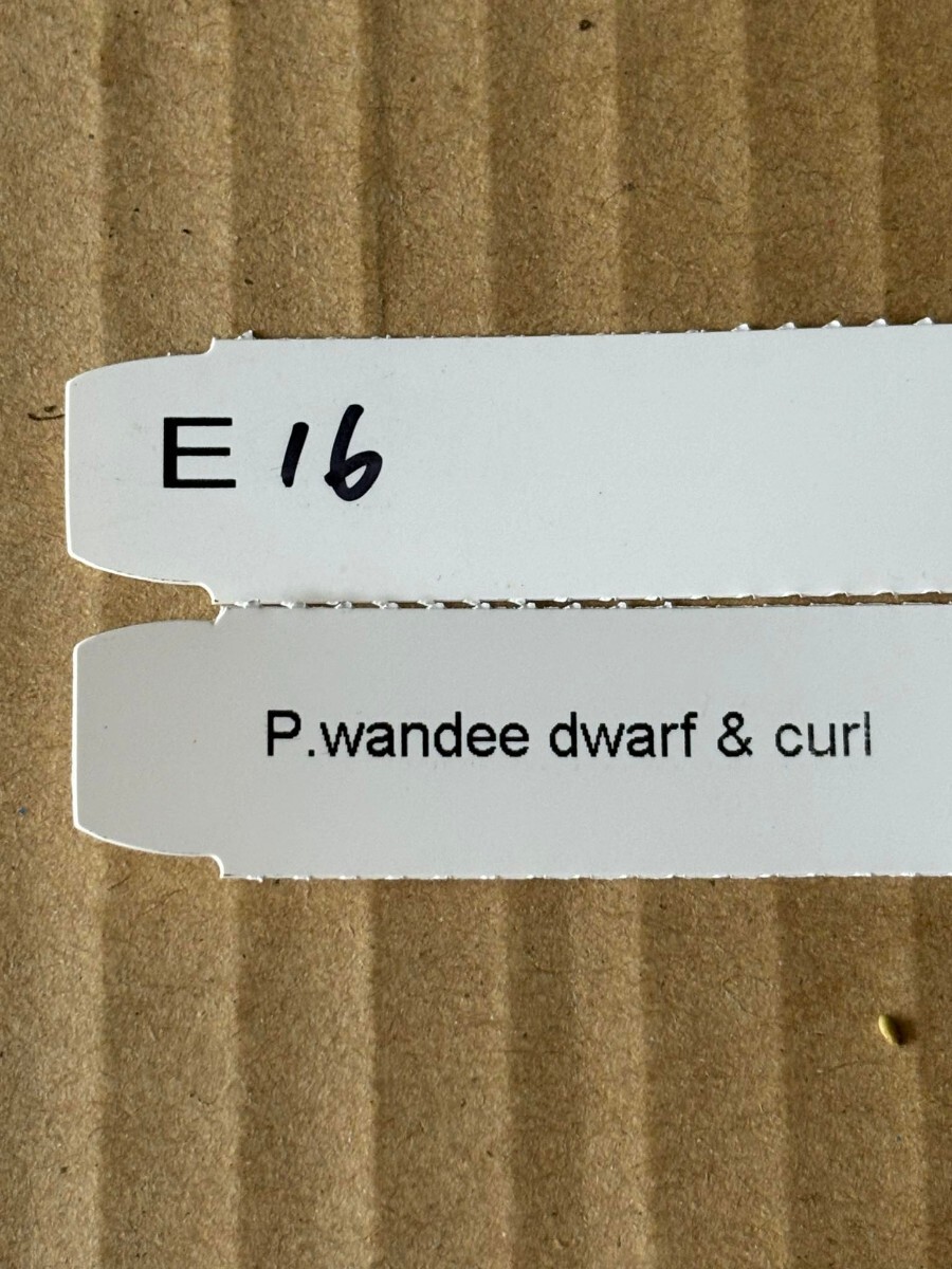 E16， P.Wandee dwarf & curl ワンダエ ドワーフの画像3