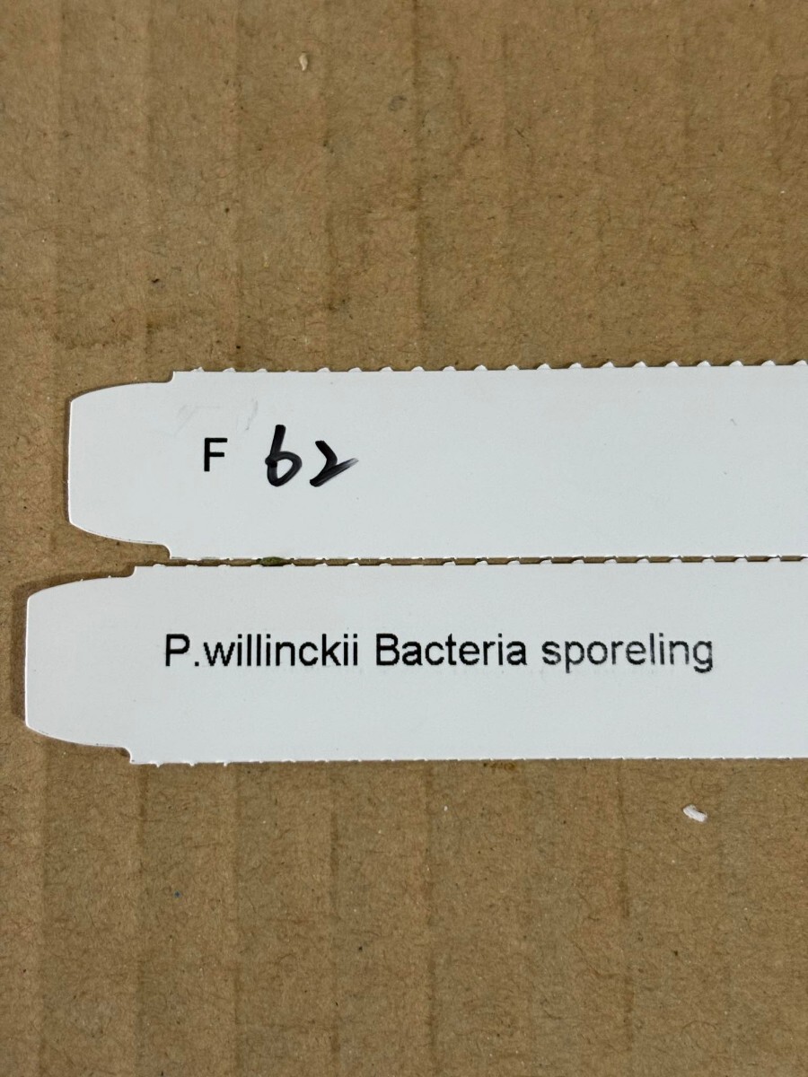 F62， P.Willinckii Bacteria sporelingの画像4