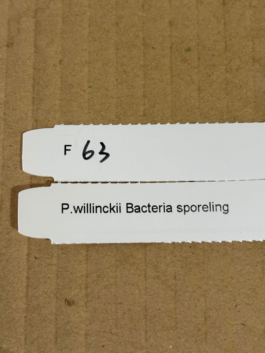 F63， P.Willinckii Bacteria sporelingの画像4
