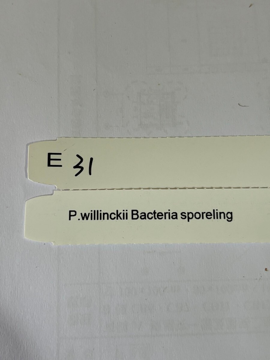 E31，P.Willinckii Bacteria sporeling の画像6