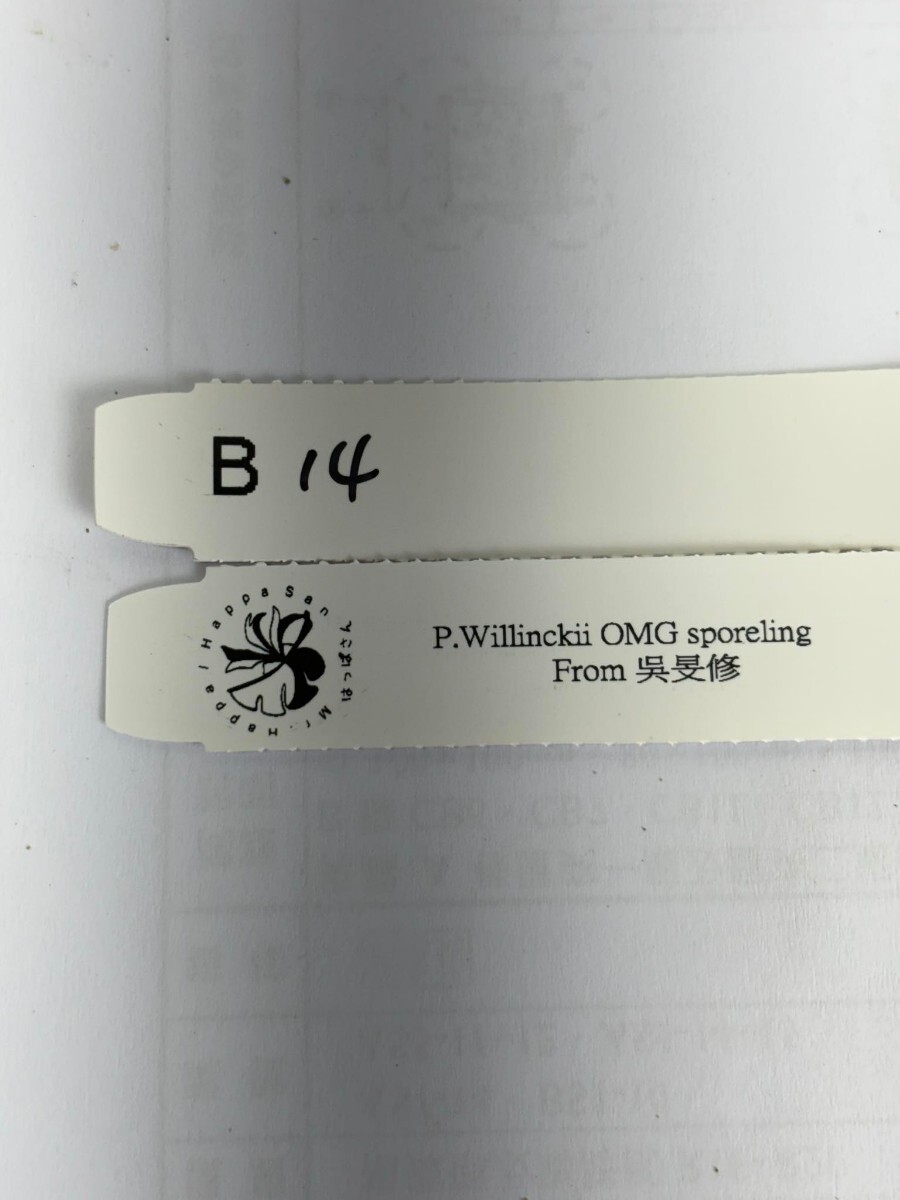 B14 P.Willinckii O.M.G sporeling スポア 呉旻修さん公認 ビカクシダ 証明タグ付きの画像2