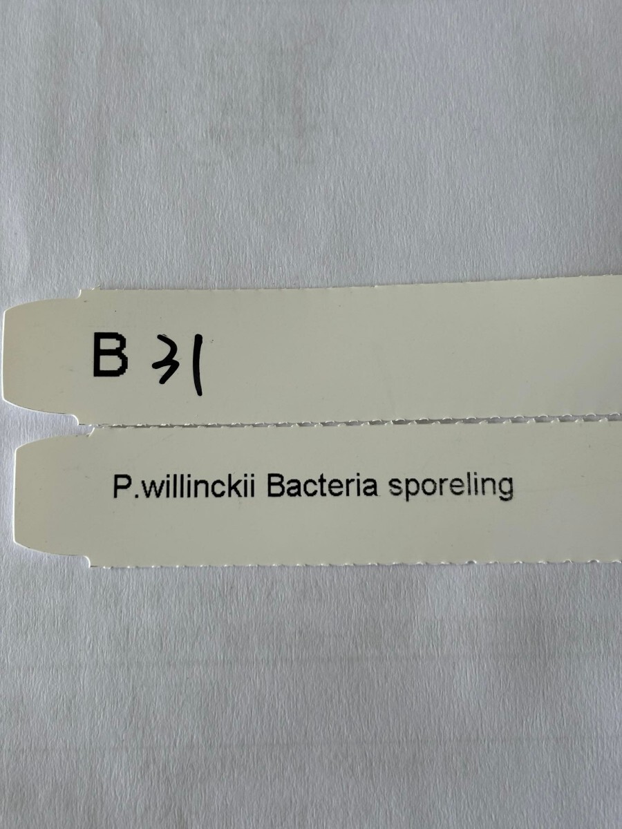 BB31，P.Willinckii Bacteria sporeling の画像4