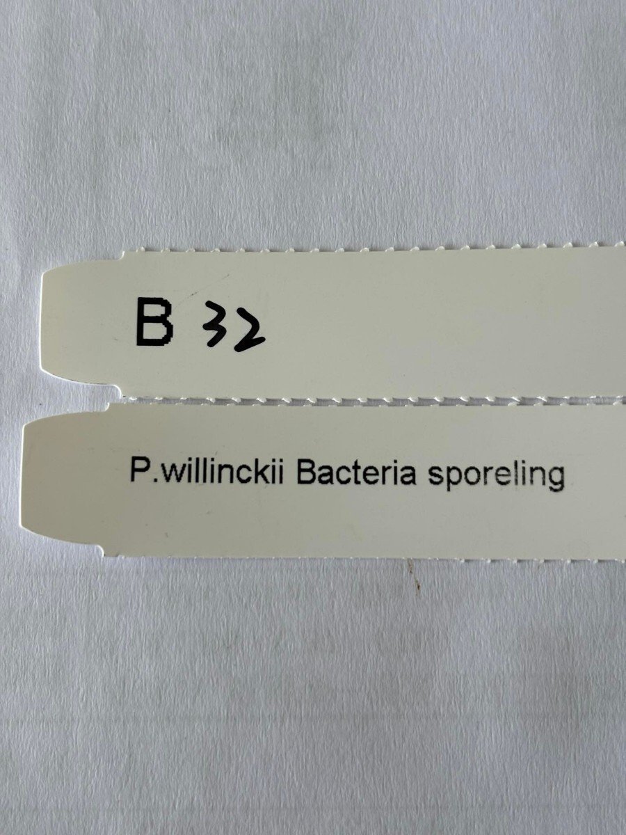 B32，P.Willinckii Bacteria sporeling の画像4