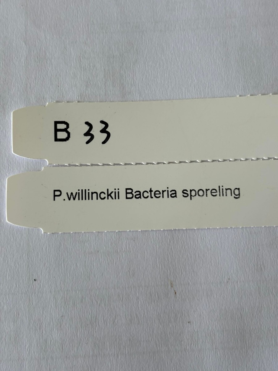 B33，P.Willinckii Bacteria sporeling の画像6