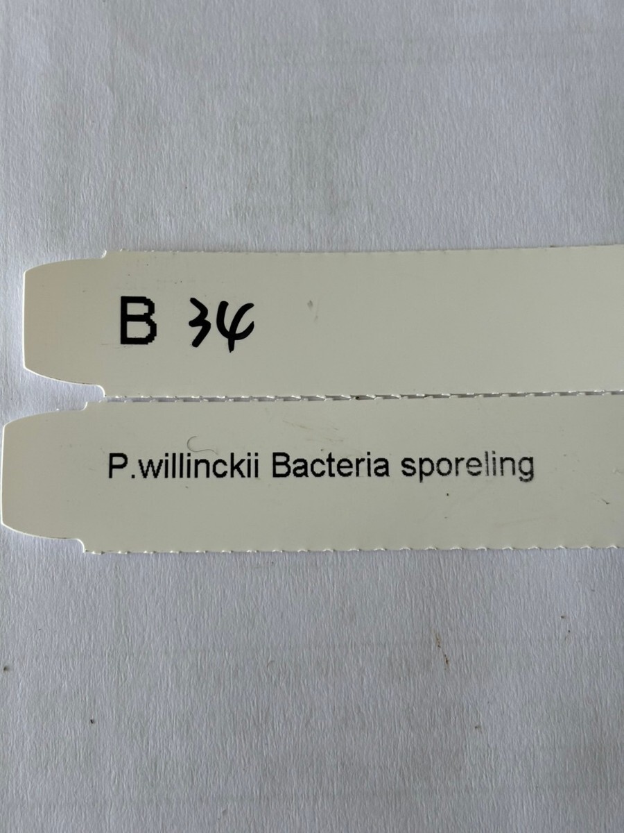 B34，P.Willinckii Bacteria sporeling の画像5