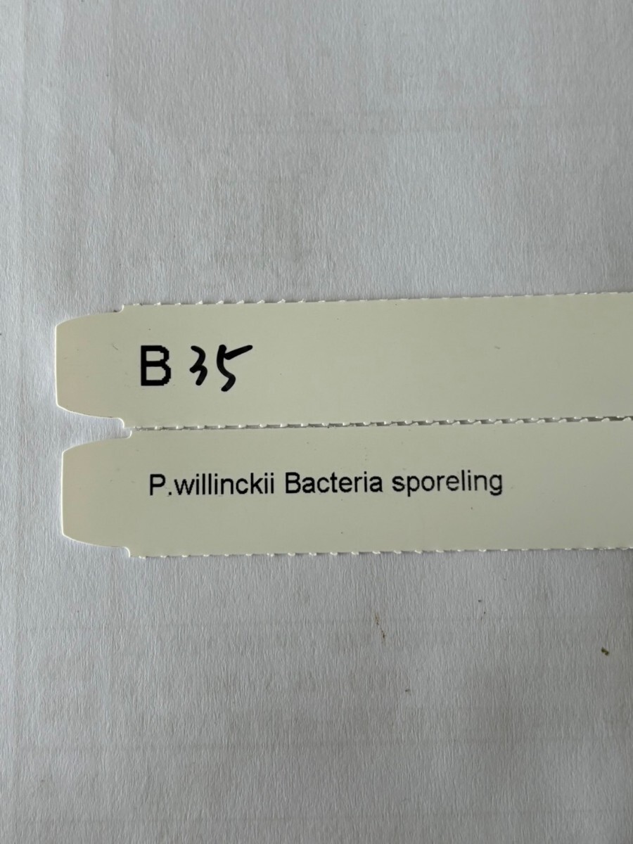 B35，P.Willinckii Bacteria sporeling の画像4