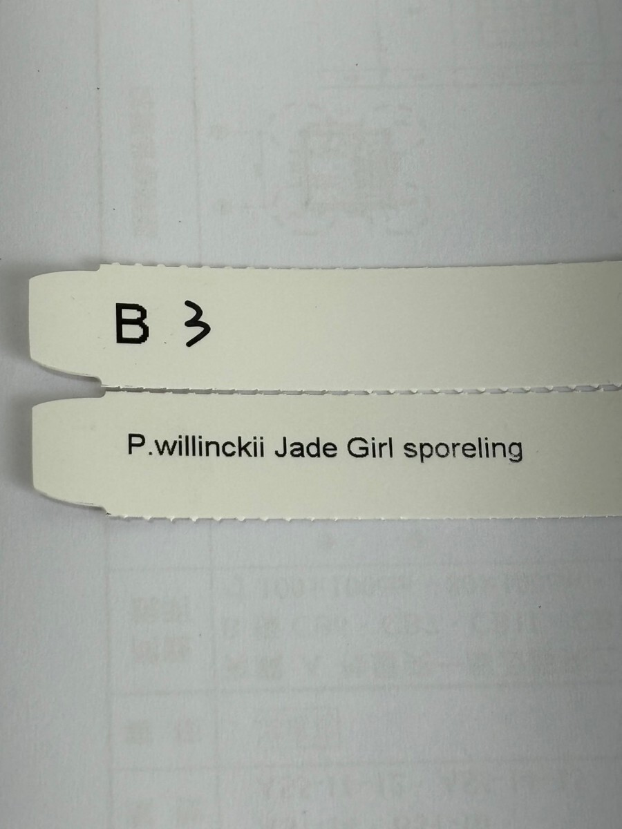B3，P.Willinckii Jade Girl sporeling の画像6