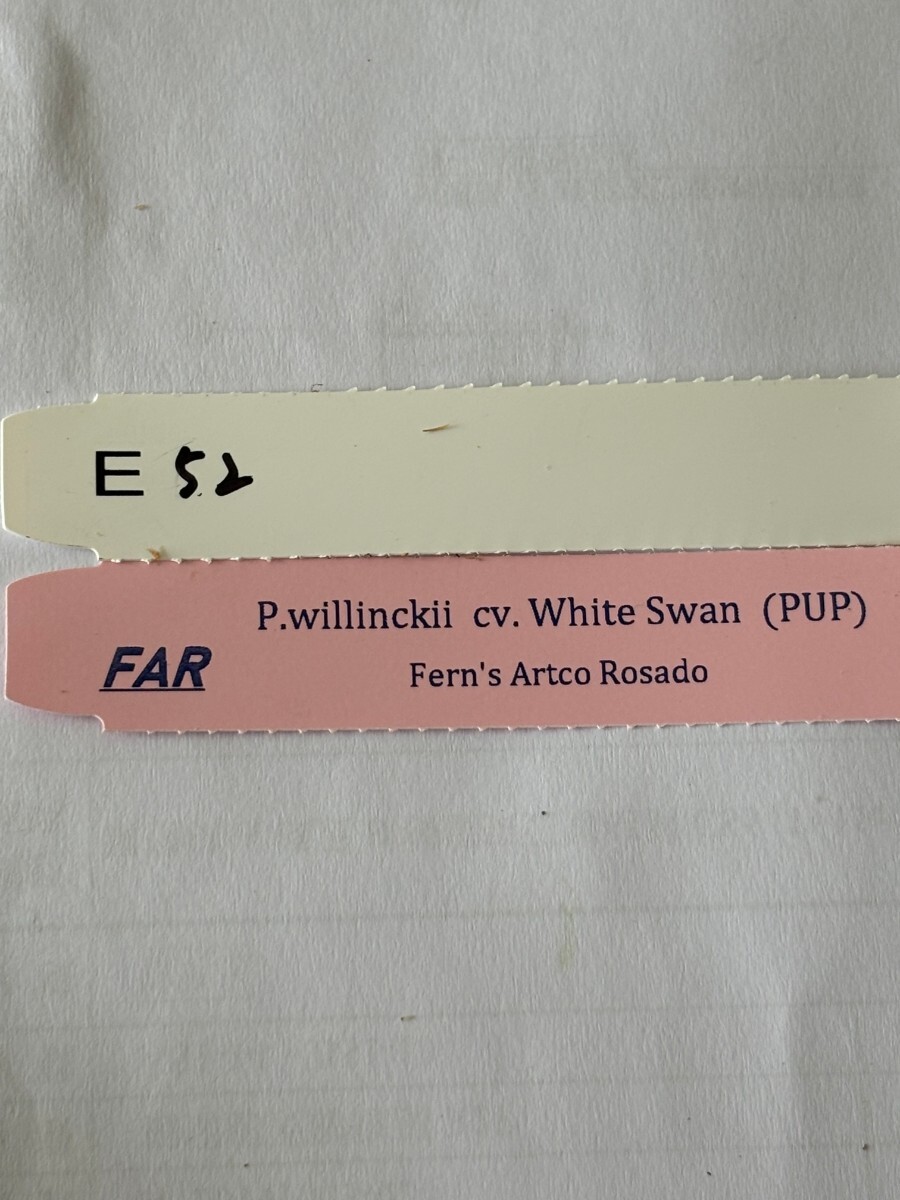 E52、P. Willinckii cv.White Swan OC pup 子株 株分け の画像3