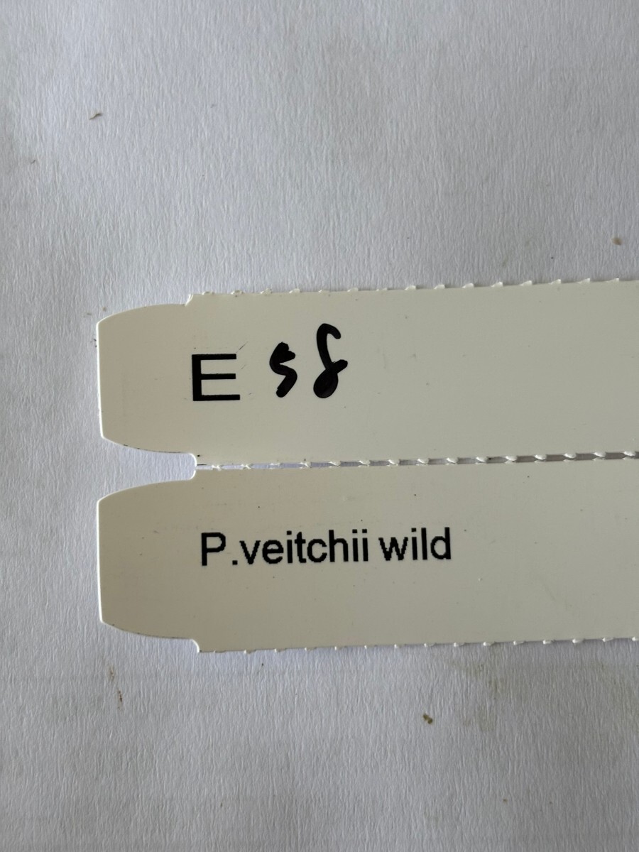 E58、P. Veitchii Wild OC pup 子株 株分け の画像3