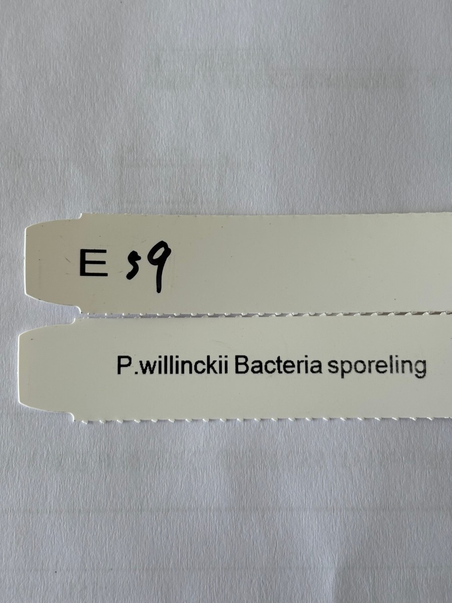 E59，P.Willinckii Bacteria sporeling の画像6