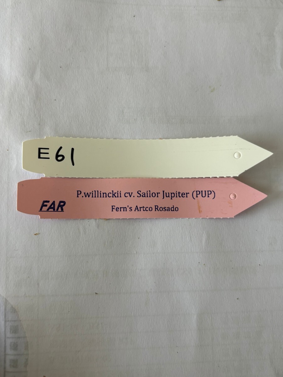 E61、P. Willinckii cv. Sailor Jupiter OC pup 子株 株分け の画像3