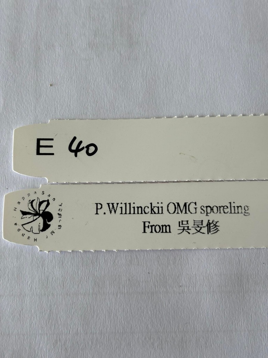 E40 P.Willinckii O.M.G sporelingの画像5