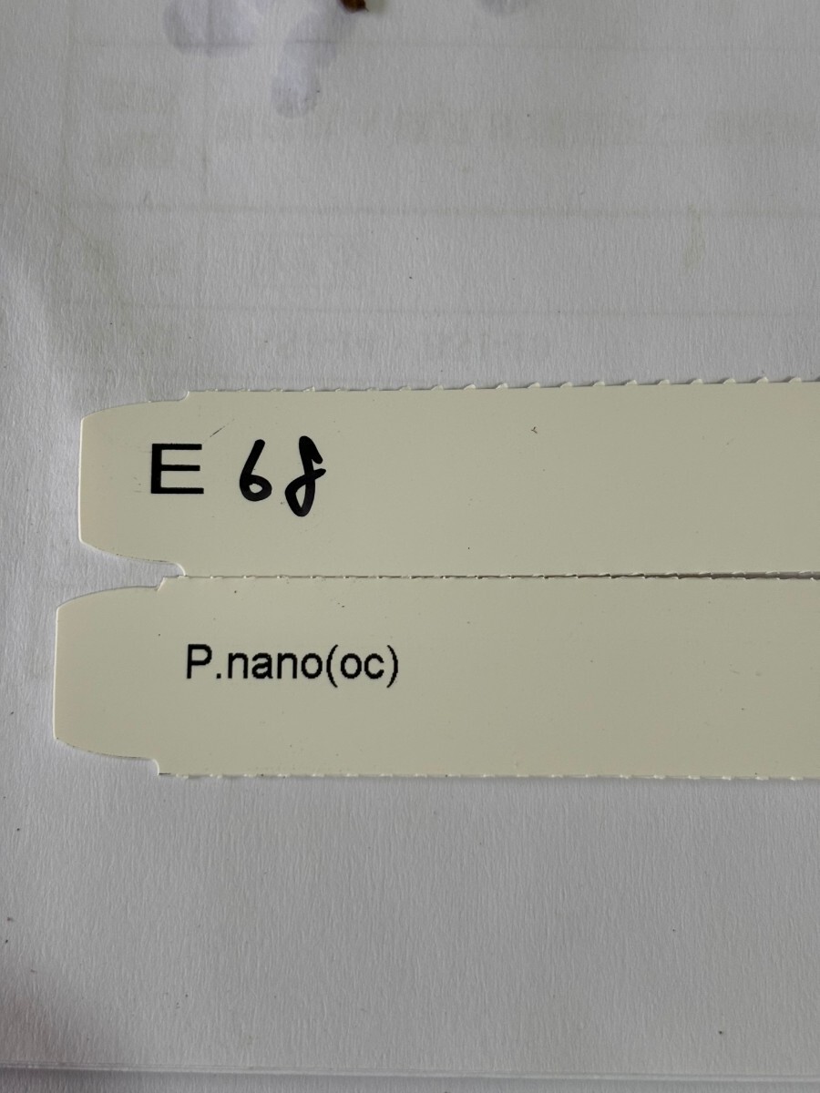 E68、P. Nano OC pup 子株 株分け の画像4