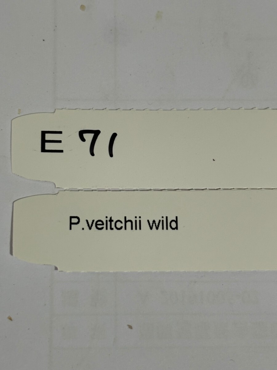 E71、P. Veitchii Wild OC pup 子株 大きめ 株分け の画像3