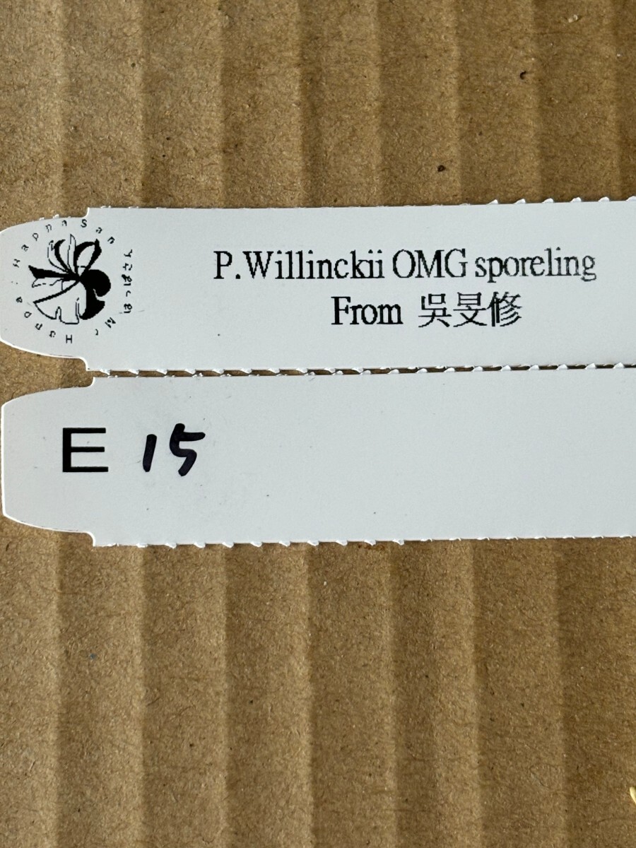 E15 P.Willinckii O.M.G sporelingの画像4