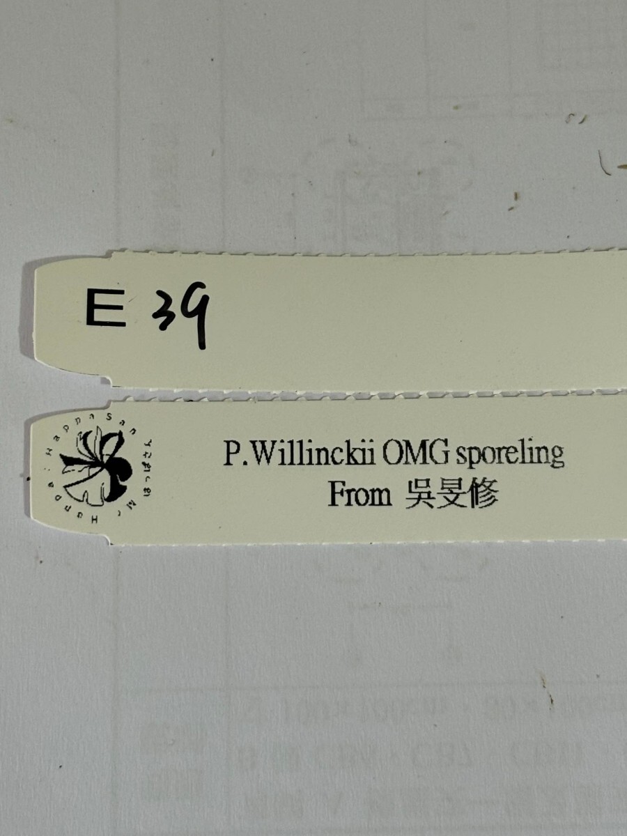 E39 P.Willinckii O.M.G sporeling_画像5