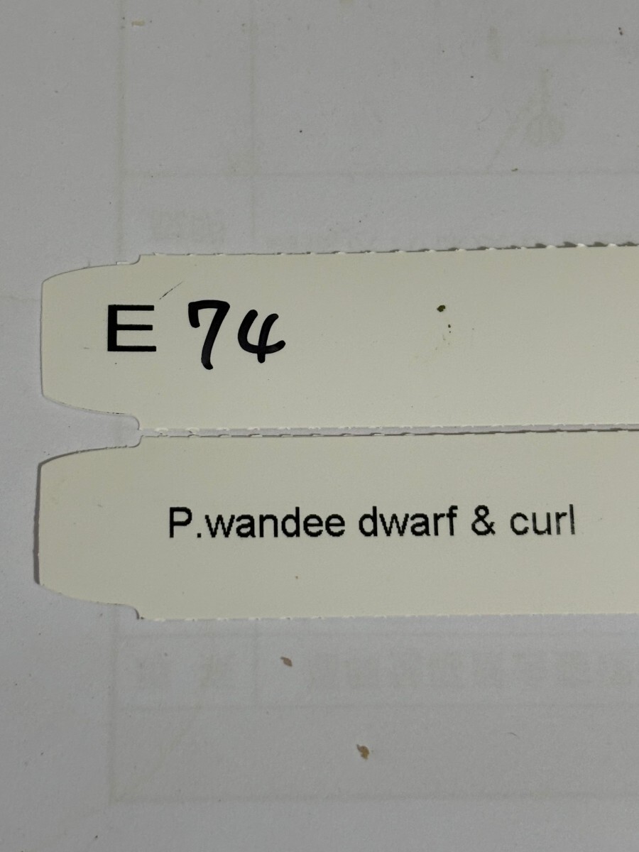 E74， P. Wandee dwarf & curl ワンダエ ドワーフ カールの画像4