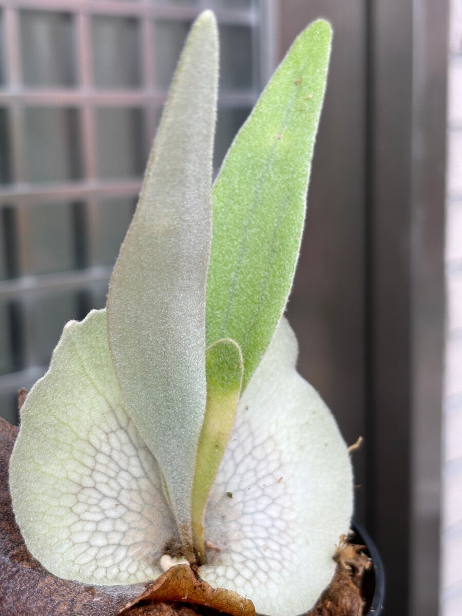 E80， P. Cosmo(willinckii X veitchii wild)OC pup子株 株分け_画像6