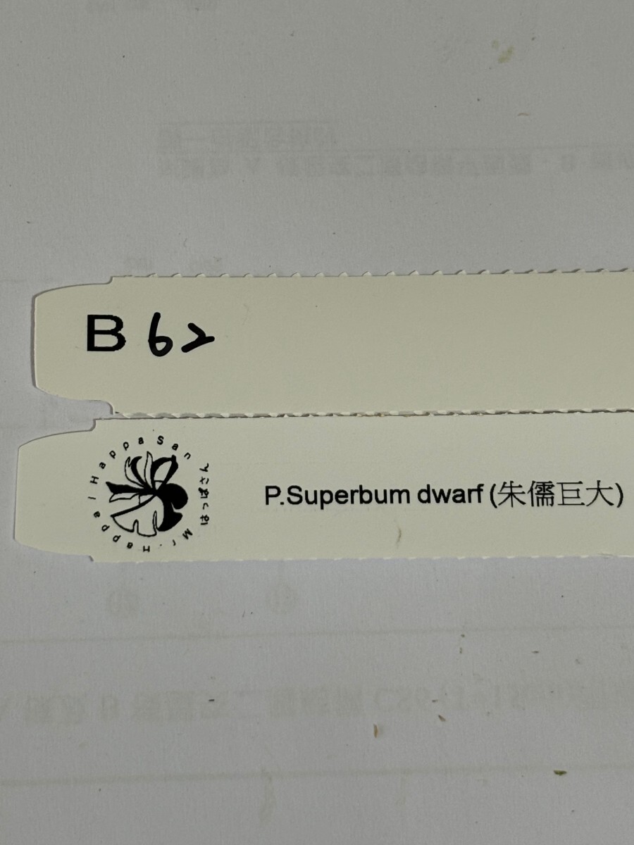 B62,P. Superbum dwarf board attaching .