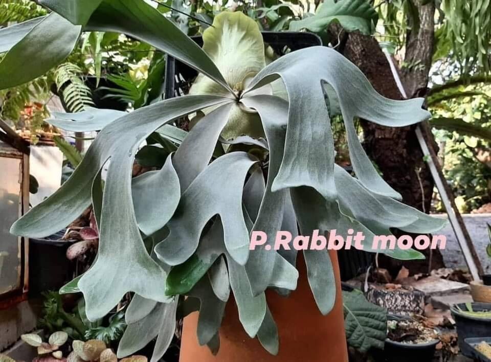 Yahoo!オークション - F25 P. Rabbit Moon OC pup 子株 株分け Yahoo!オークション - F25 P. Rabbit Moon OC pup 子株 株分け
