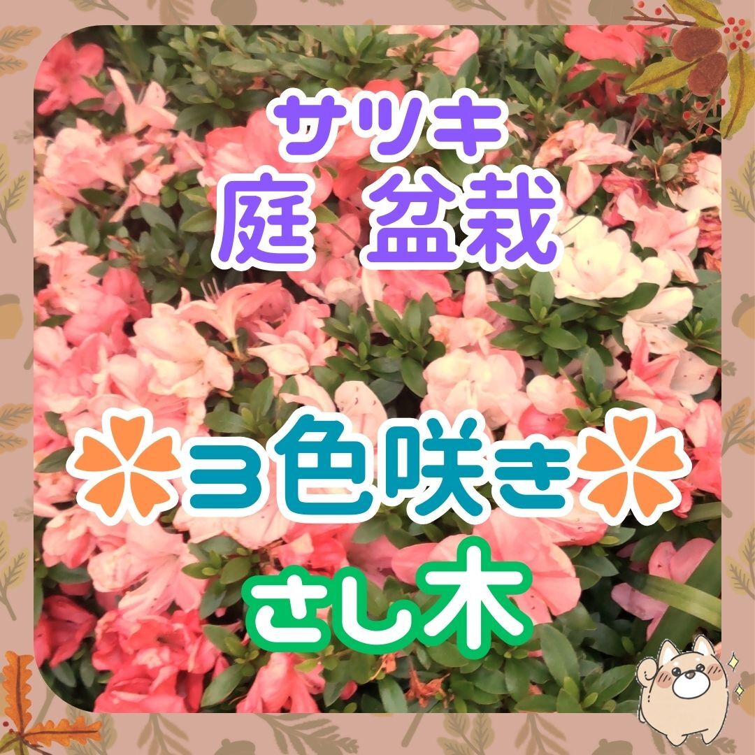 ◆3色咲(外)植木鉢で盆栽に◆サツキ皐月挿し木x5本②◆オレンジ濃淡白3種咲_画像1