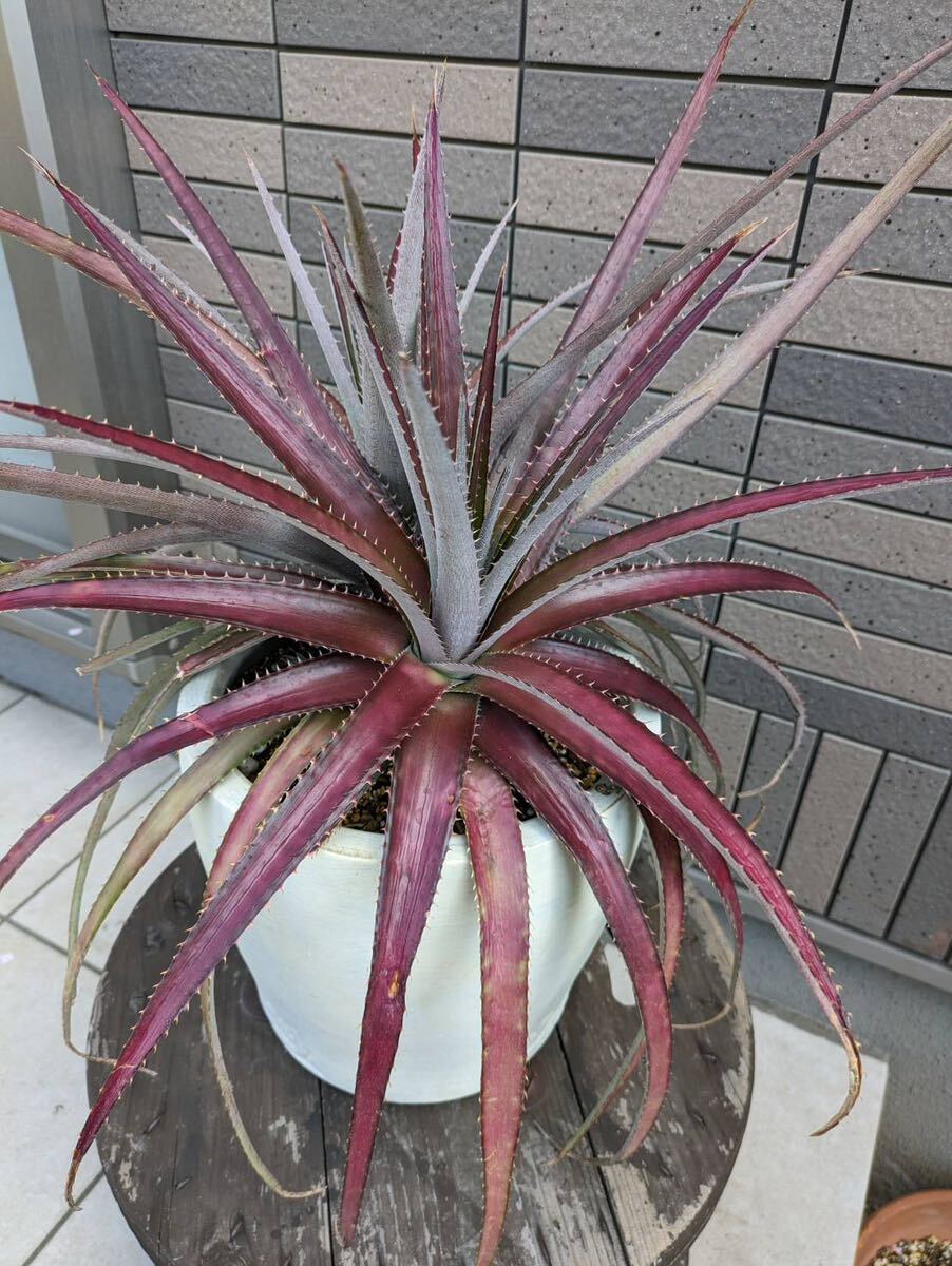 ディッキア Dyckia アガベ Agave 多肉植物の画像8