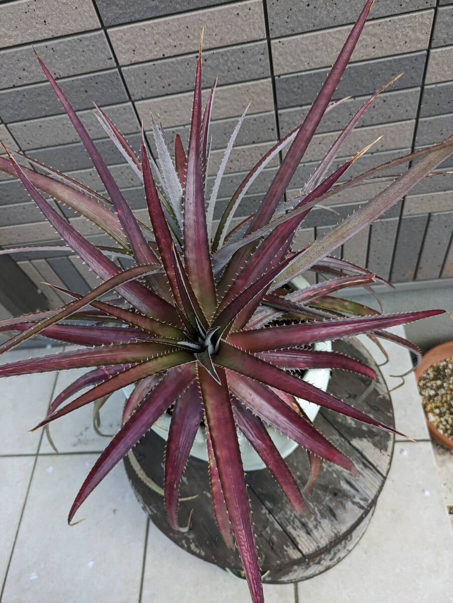 ディッキア Dyckia アガベ Agave 多肉植物の画像6