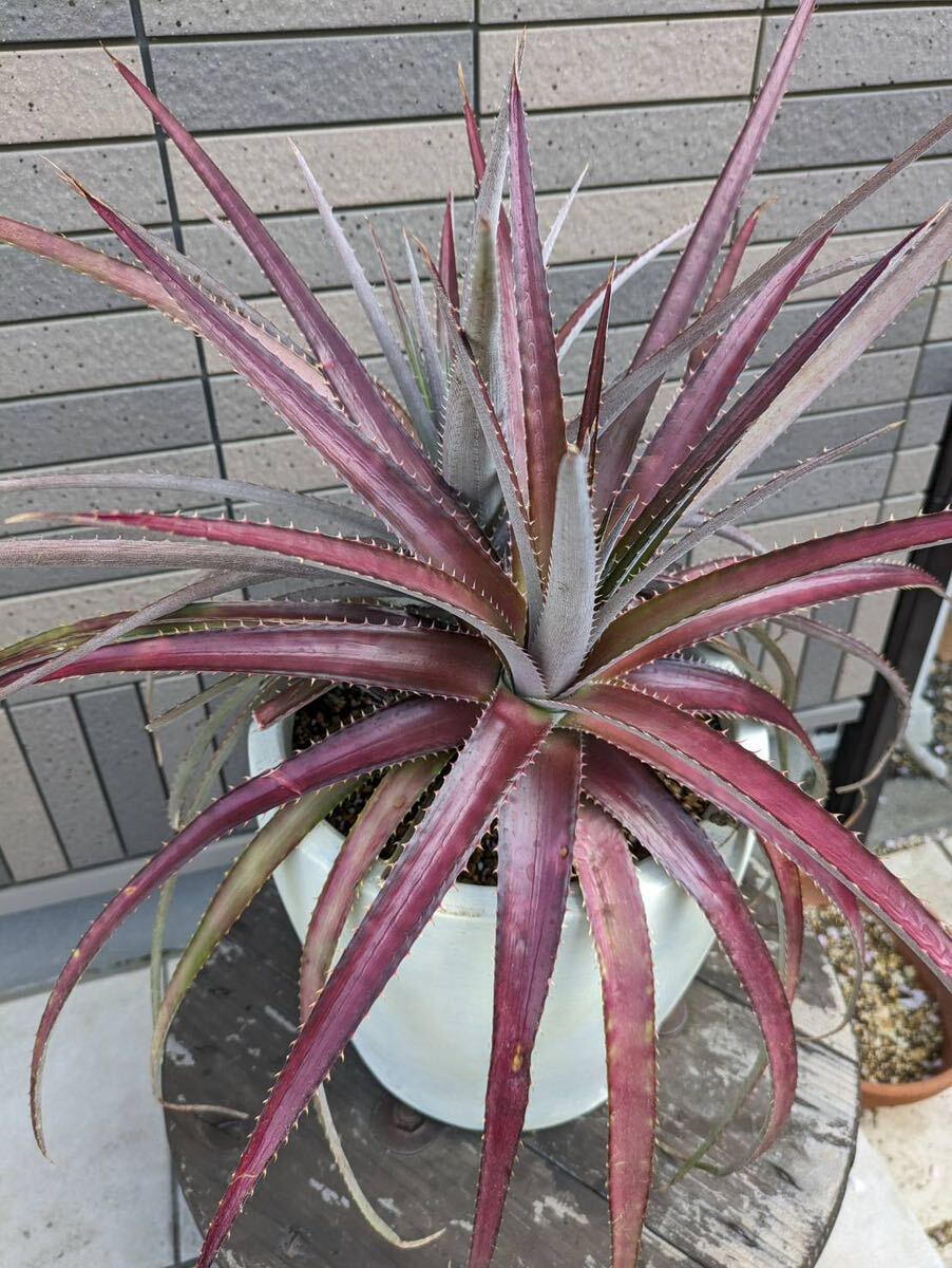 ディッキア Dyckia アガベ Agave 多肉植物の画像7