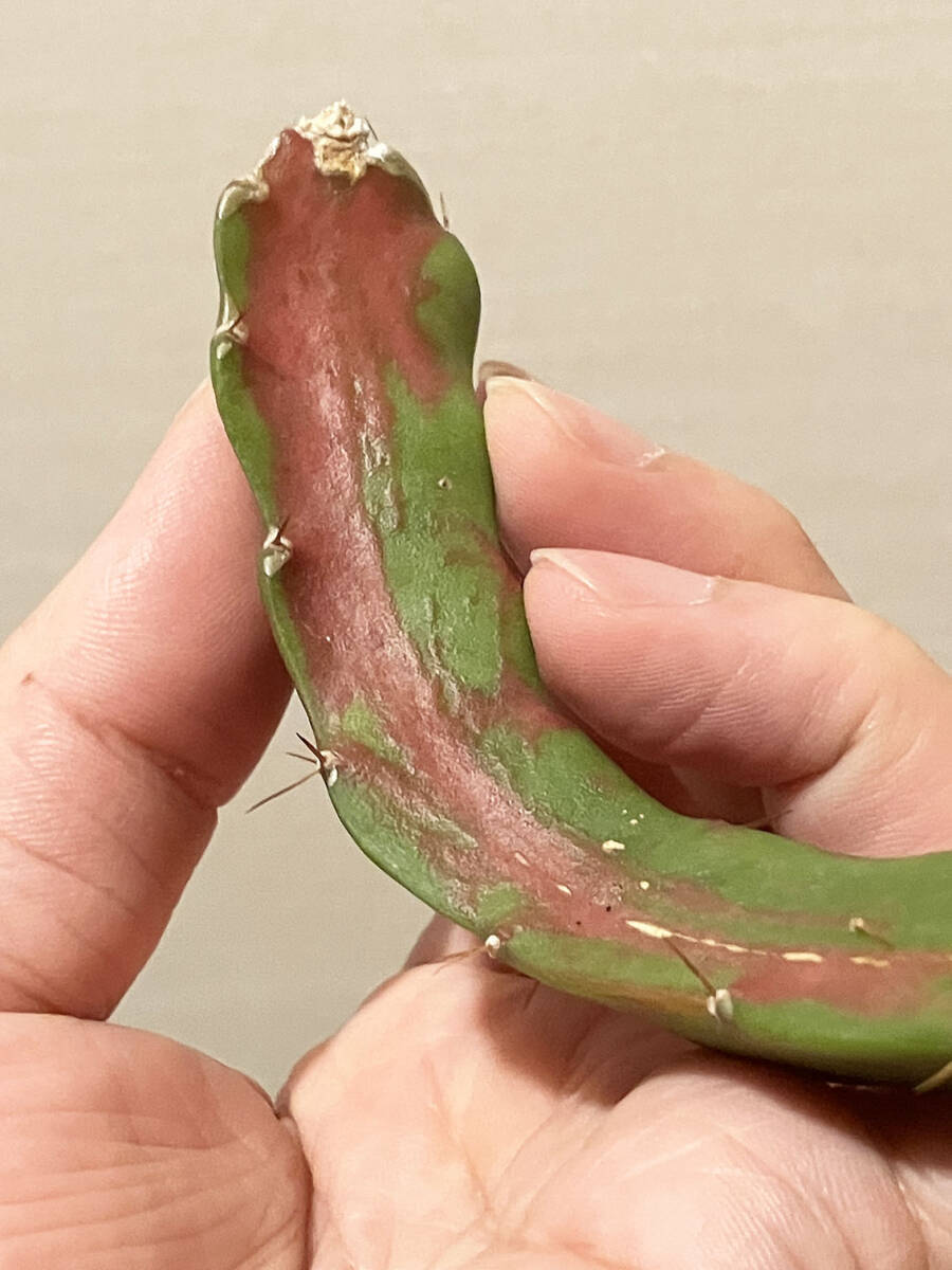 1植物 挿し木 サボテン 緋牡丹キメラ Gymnocalycium mihanovichii v. friedrichii 'Hibotan' × Hylocereus guatemalensisギムノカリキウム_画像1