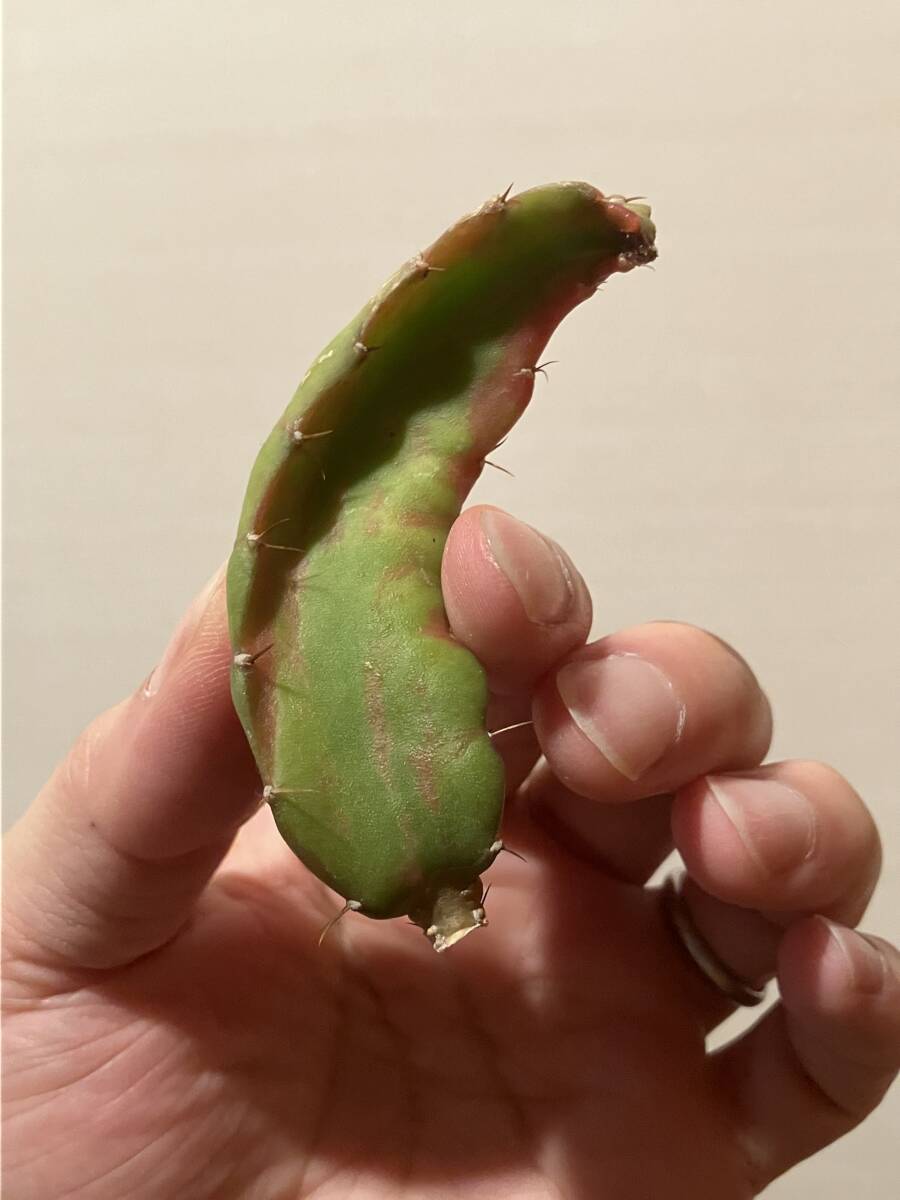 2植物 挿し木 サボテン 緋牡丹キメラ Gymnocalycium mihanovichii v. friedrichii 'Hibotan' × Hylocereus guatemalensisギムノカリキウム_画像9