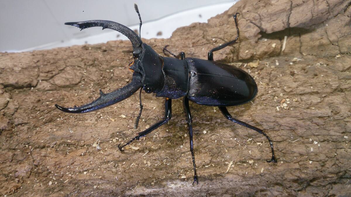 マンディブラリスフタマタクワガタ　♂６６ｍｍ単品　マンディブラリス　⑩　スマトラ産　後食有　土日祝発送不可_画像1