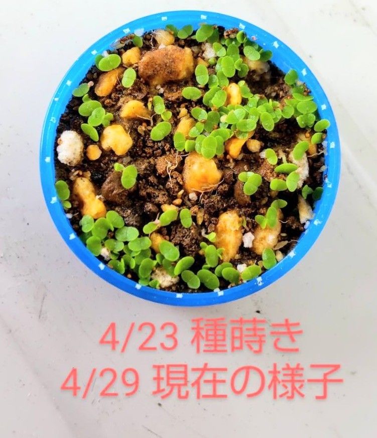 多肉植物  うさみみ  種  30粒  育て方説明書付き