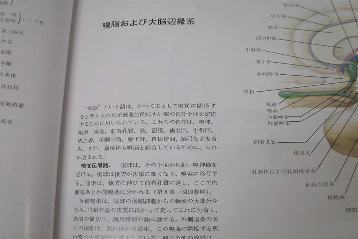 WJ25-070 日本チバガイギー Netter 医学図譜集 神経編(I) 1992 25M3C_画像5