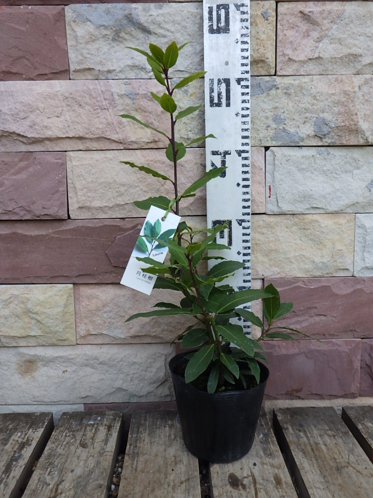 800180-100*ge Kei ju: goods kind unknown * month katsura tree .* low lie* herb * sapling * seedling *13.5cmpot!