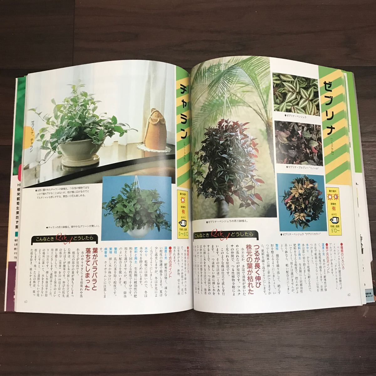 【中古】こんなときどうしたら？ はじめての観葉植物Q&A_画像5