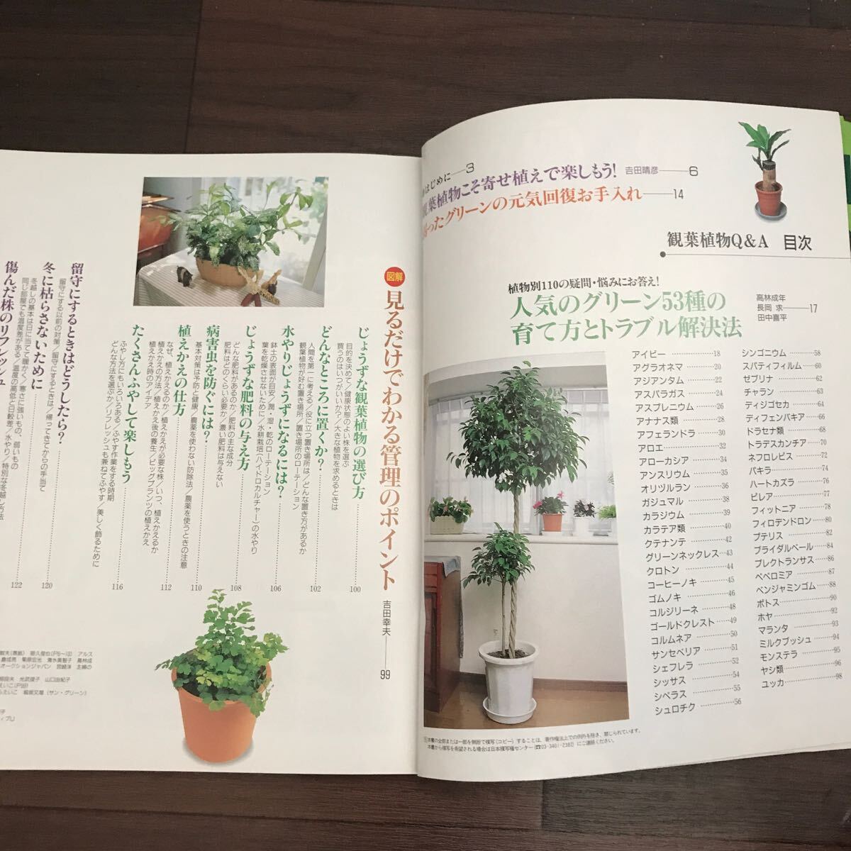 【中古】こんなときどうしたら？ はじめての観葉植物Q&A_画像4