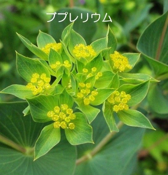 寒地・寒冷地用　春まき花の種　 「ブプレリウム」100粒　フラワーアレンジメント