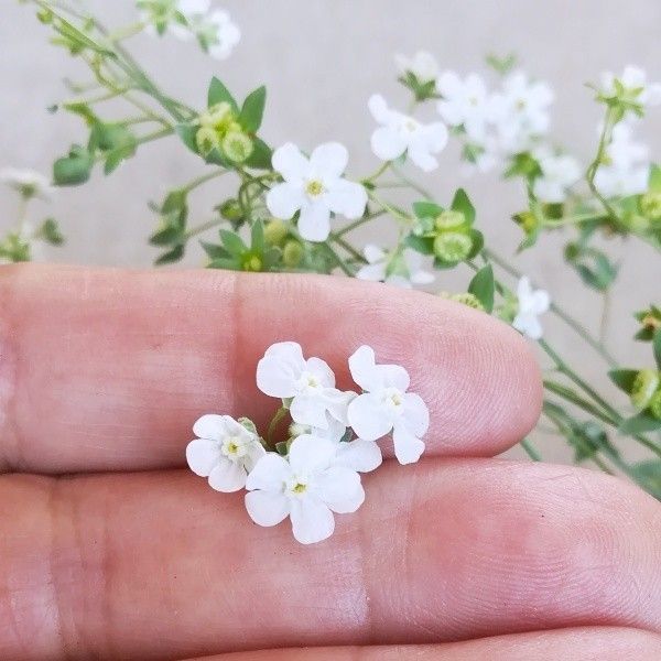 春まき花の種　オンファロデス ・リニフォリア　30粒　シルバーリーフ 　一年草